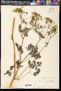 Thalictrum aquilegifolium image