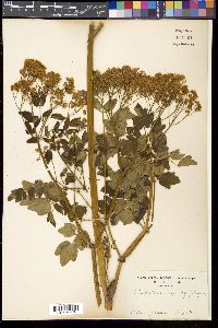 Thalictrum aquilegifolium image
