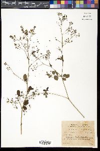 Thalictrum aquilegifolium image