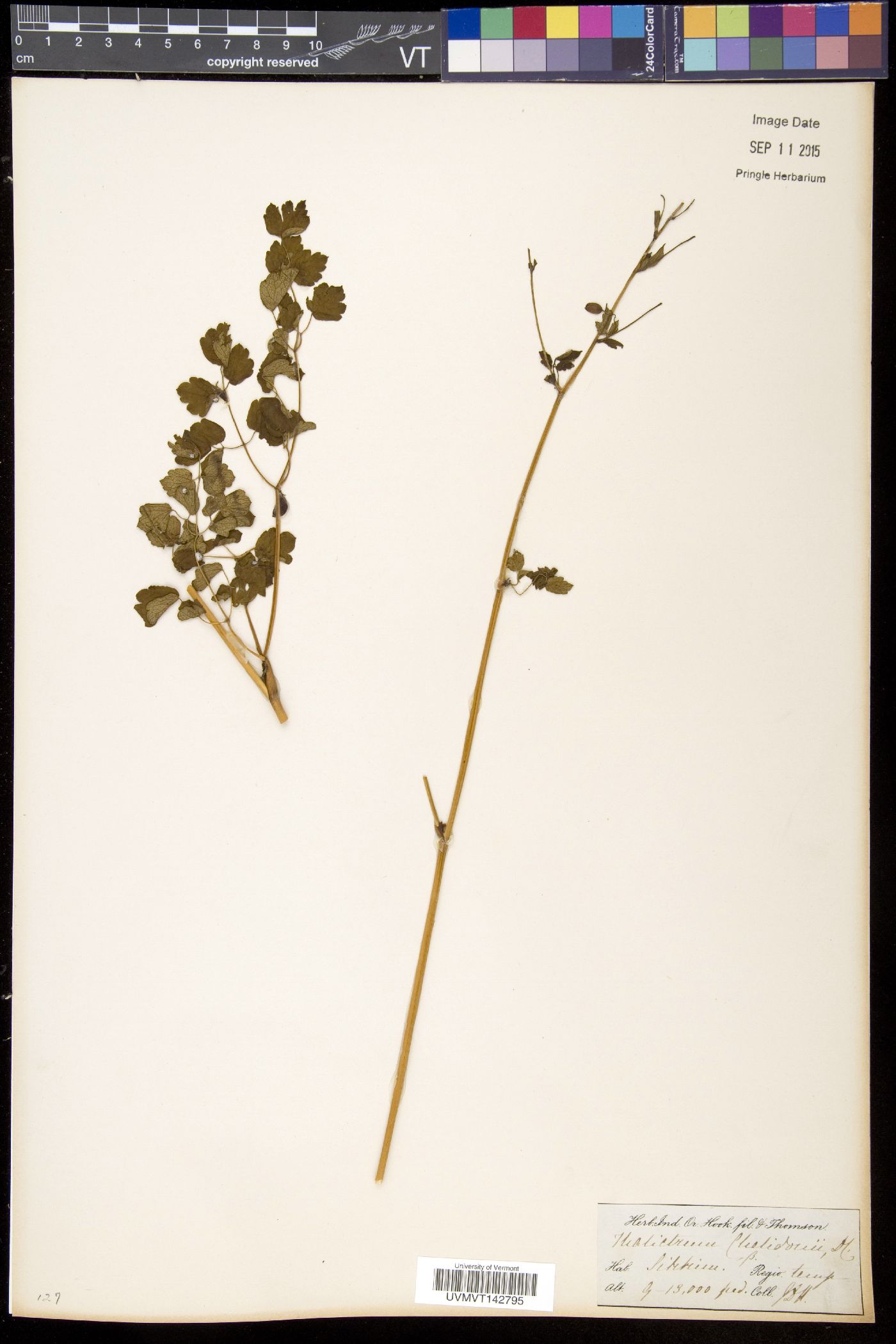 Thalictrum cheilanthoides image