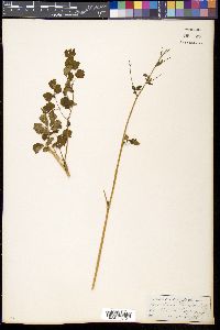 Image of Thalictrum cheilanthoides