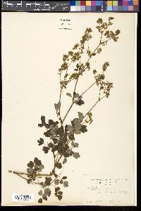 Thalictrum minus image