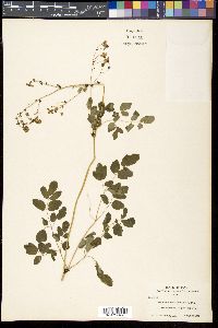 Thalictrum rochebrunianum image