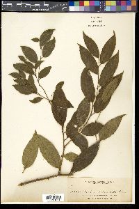 Image of Sabia pauciflora
