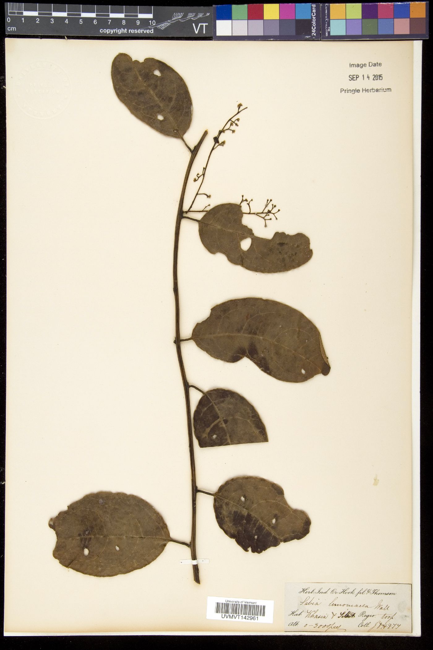 Sabia limoniacea image