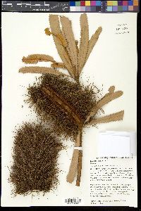 Image of Banksia aemula