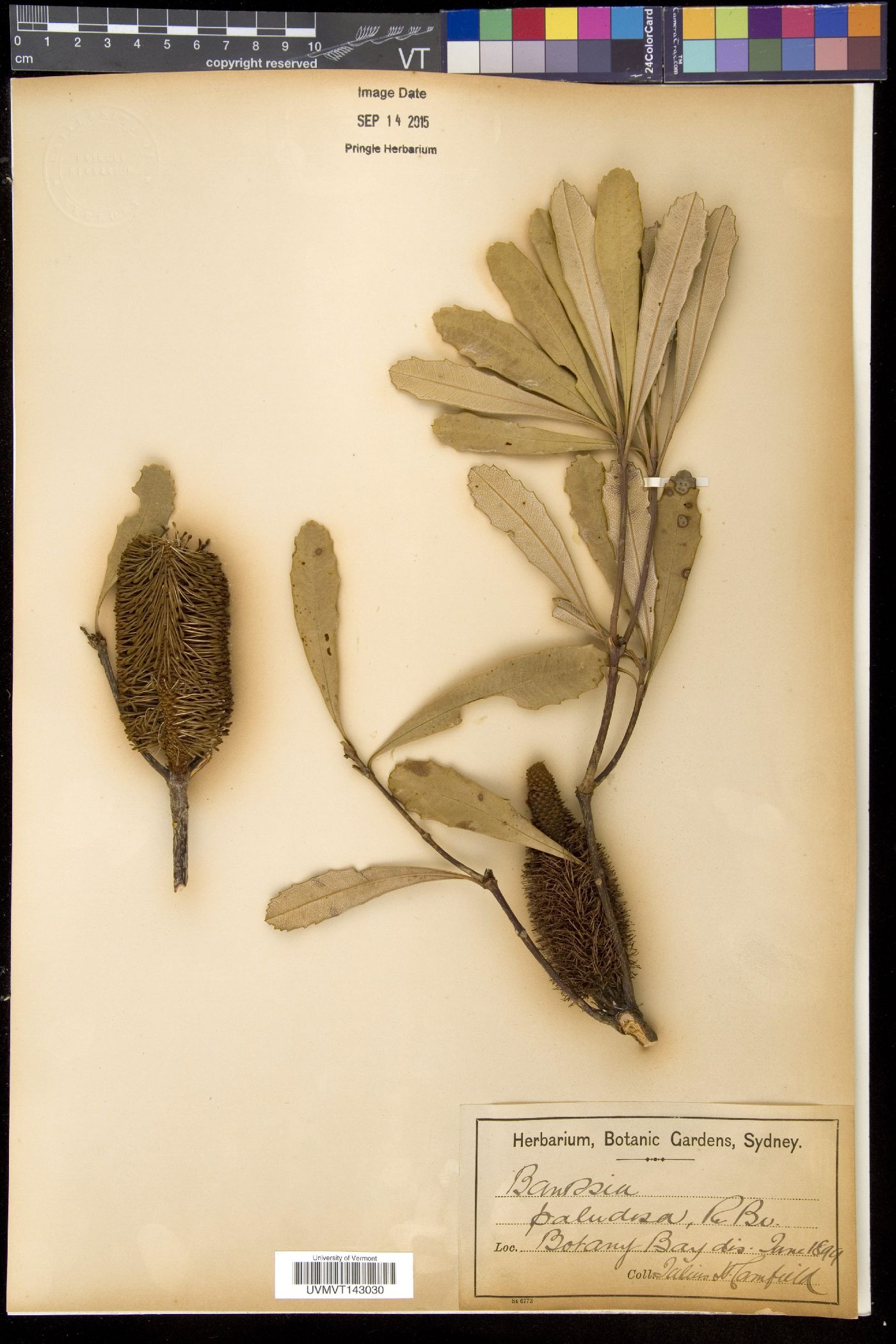 Banksia paludosa image