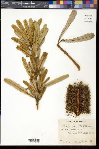 Image of Banksia serratifolia