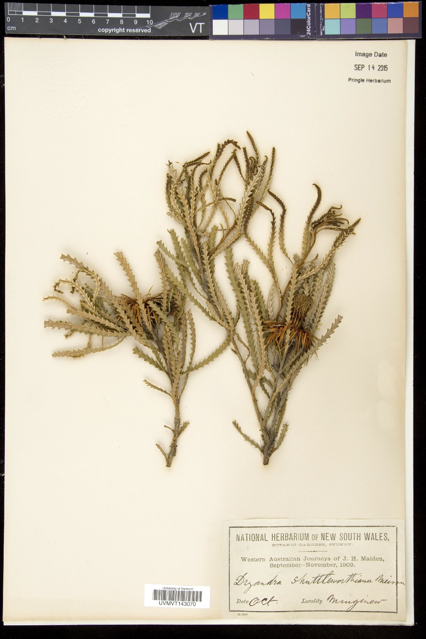 Dryandra image