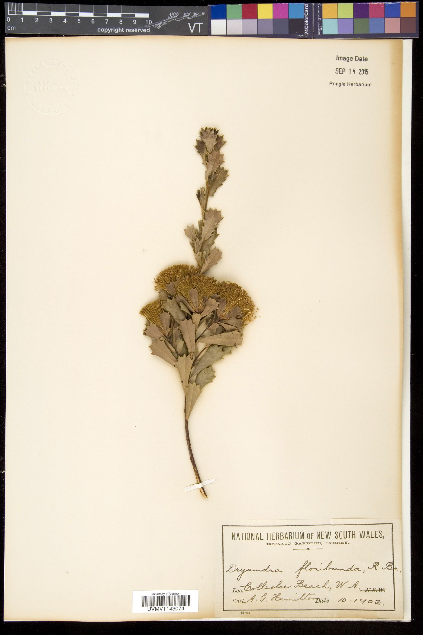 Dryandra image