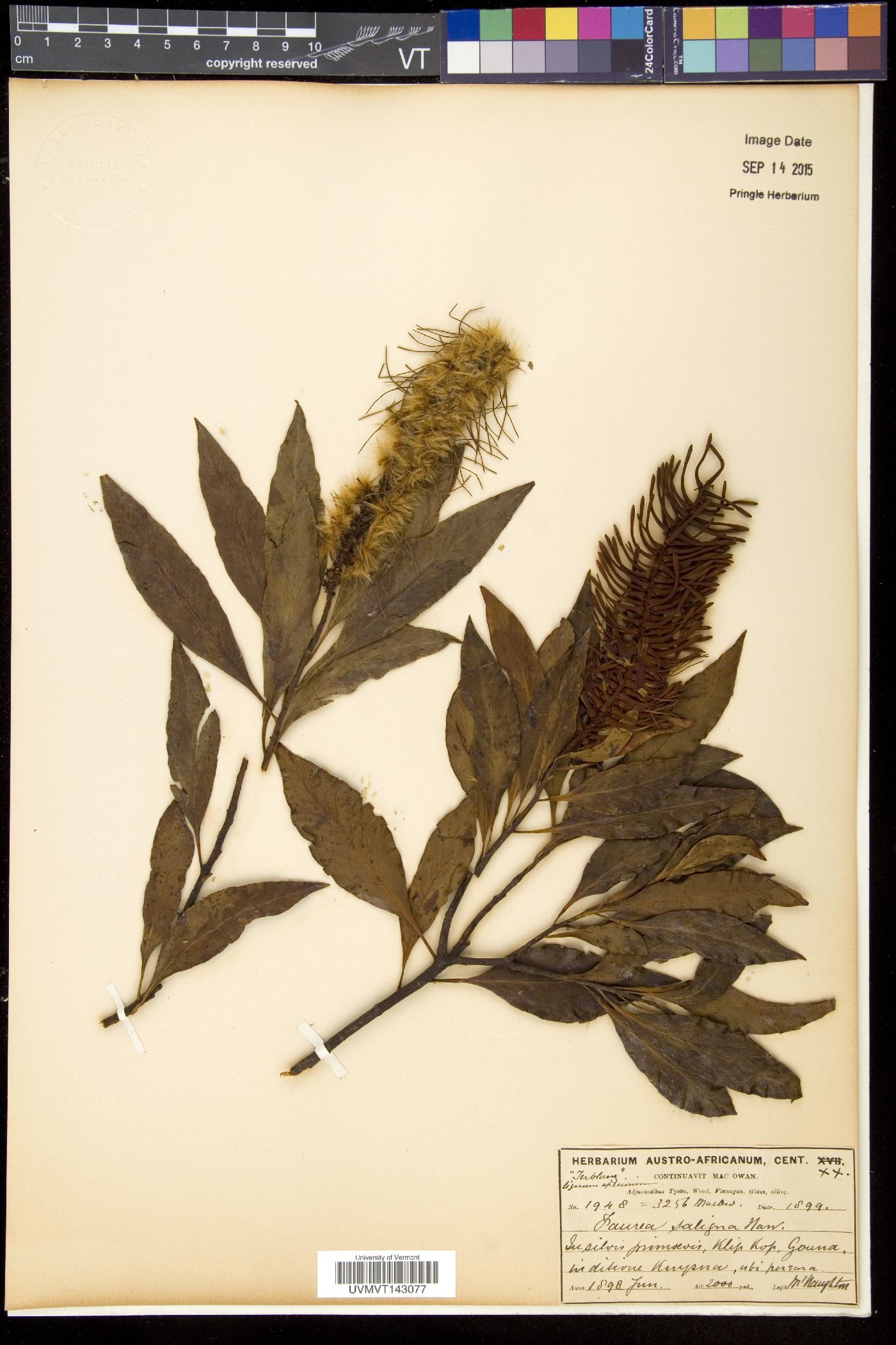 Faurea image
