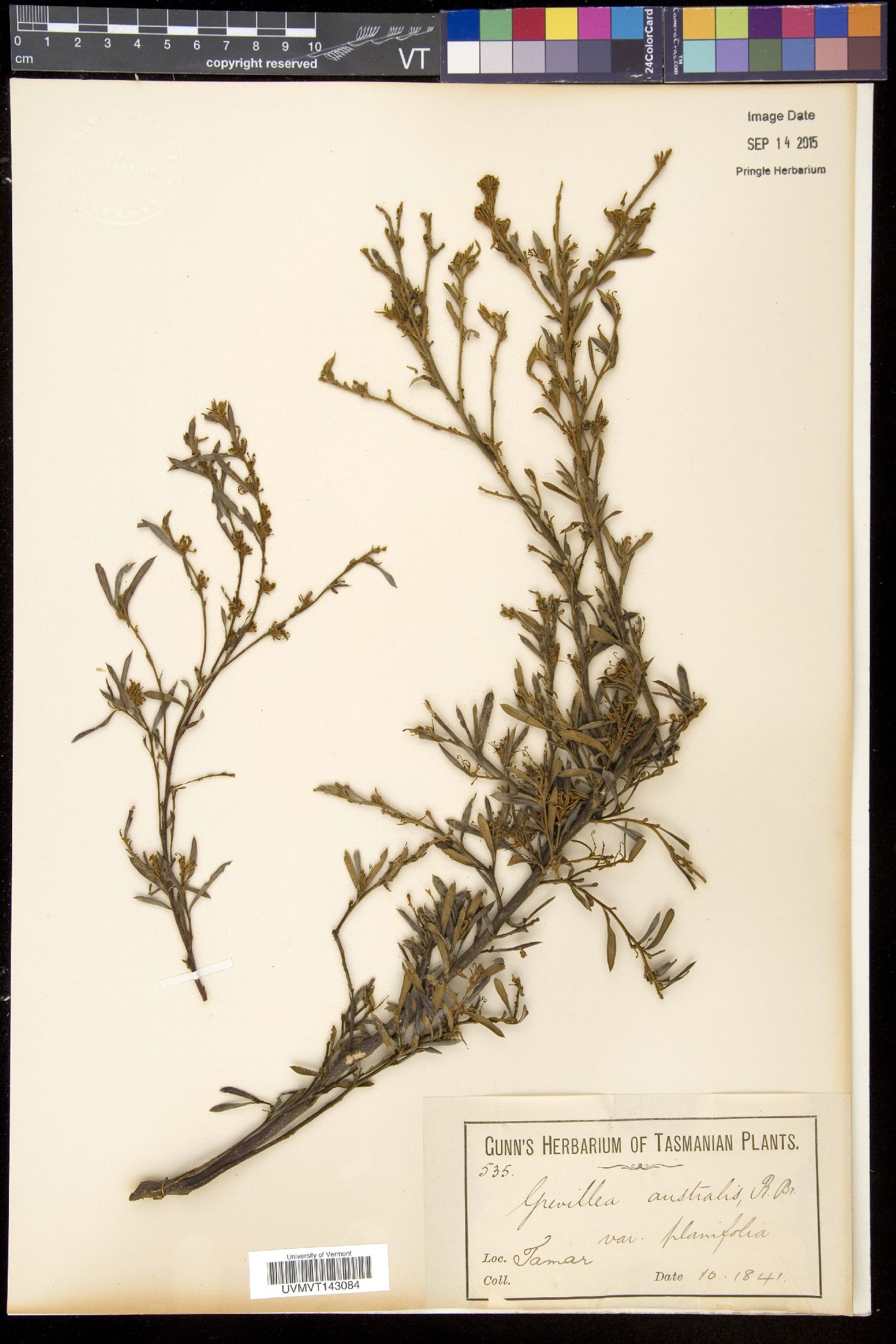 Grevillea australis image