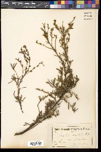 Grevillea australis image