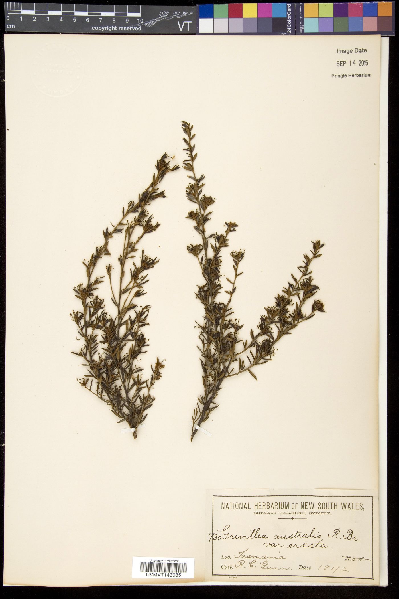 Grevillea australis image