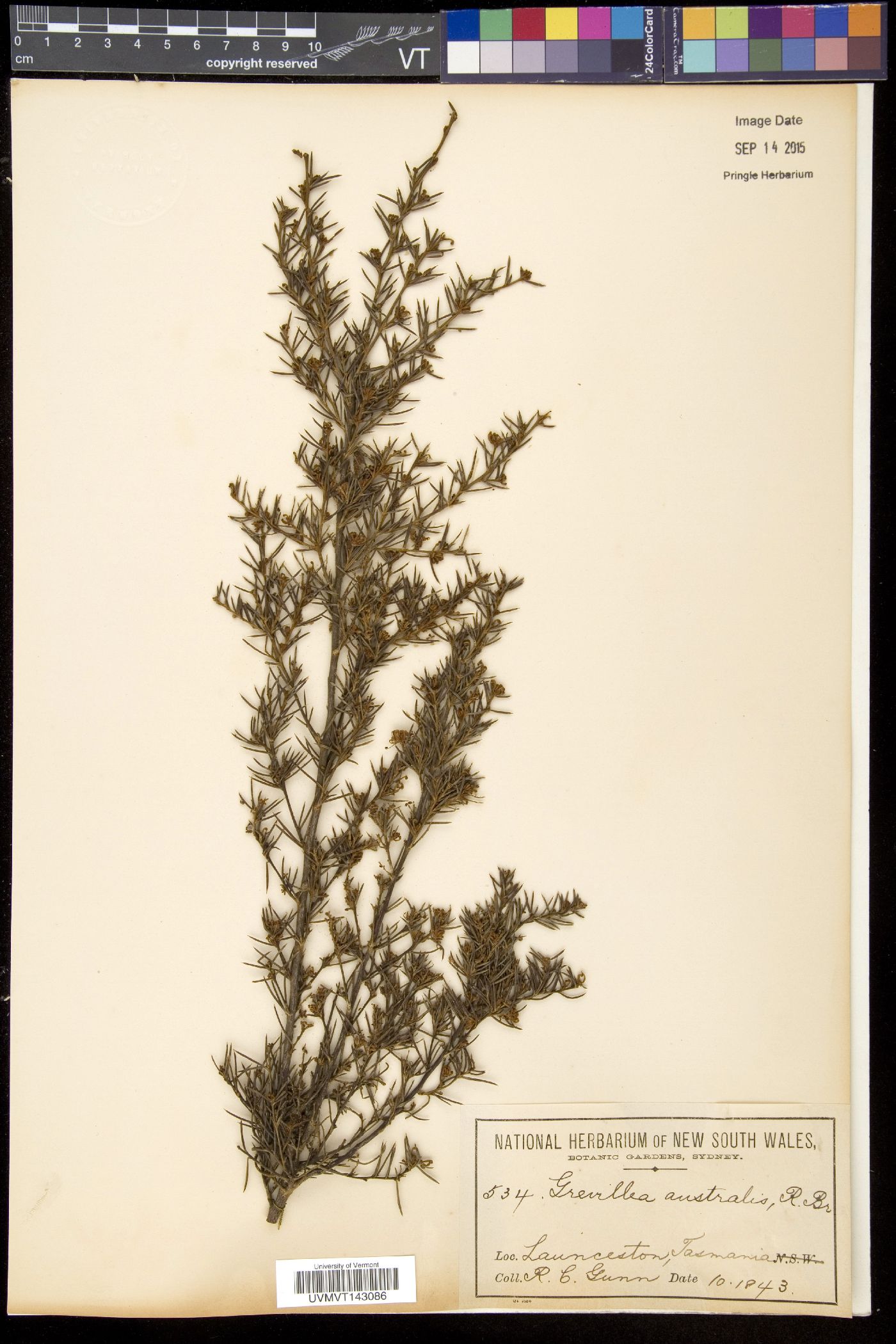 Grevillea australis image