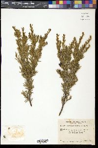 Grevillea australis image