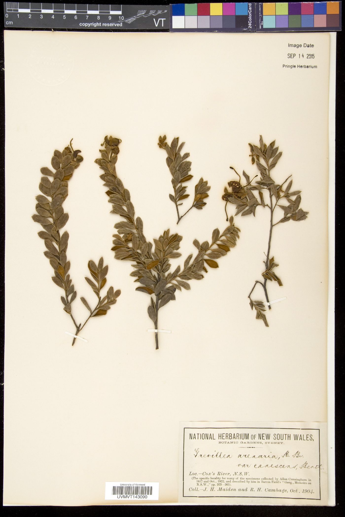 Grevillea arenaria image