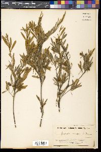 Grevillea arenaria image