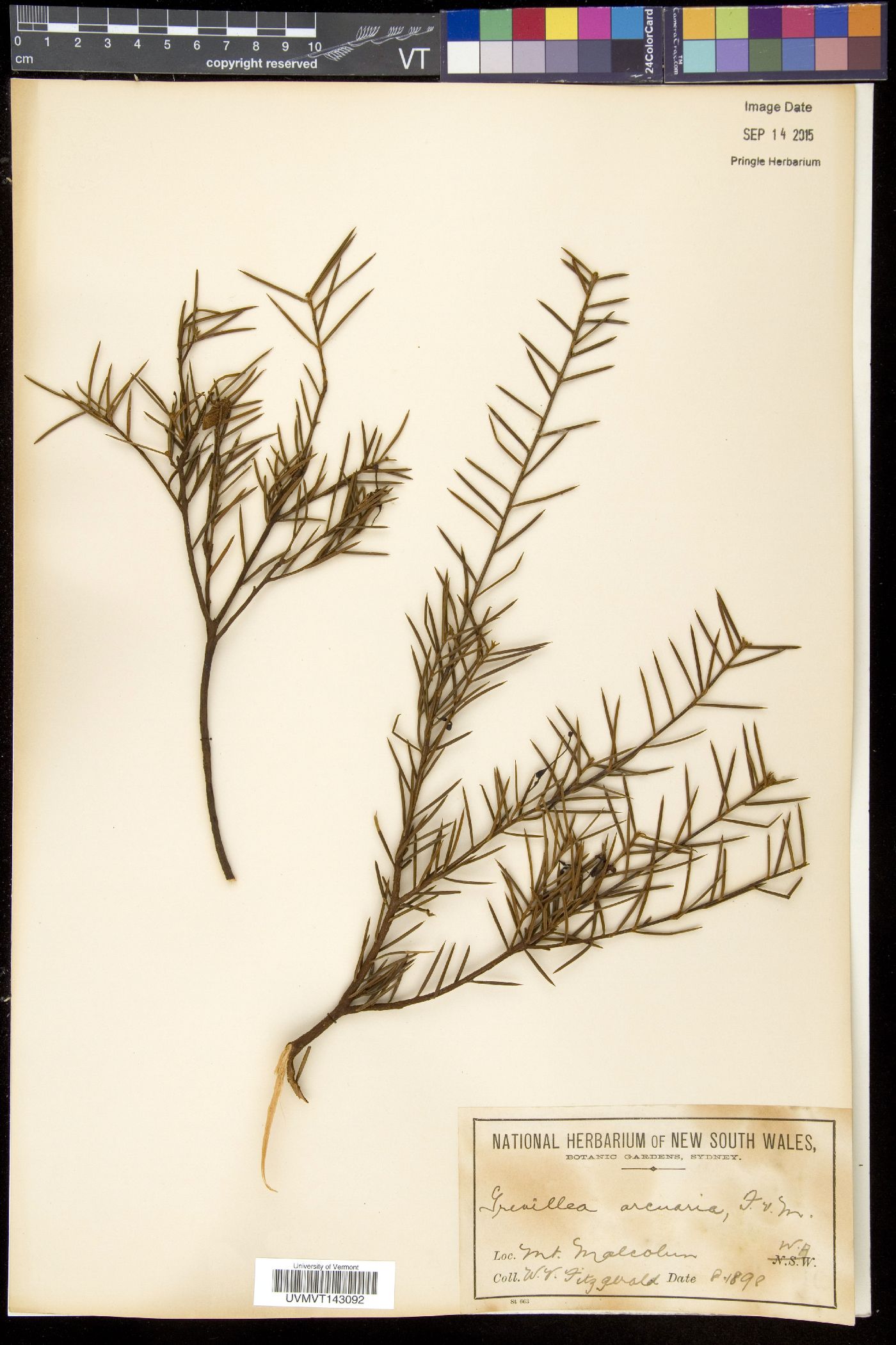 Grevillea arenaria image