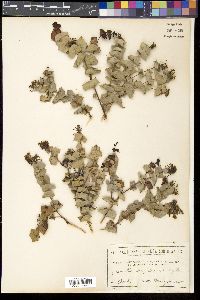 Media resource of Grevillea amplexans