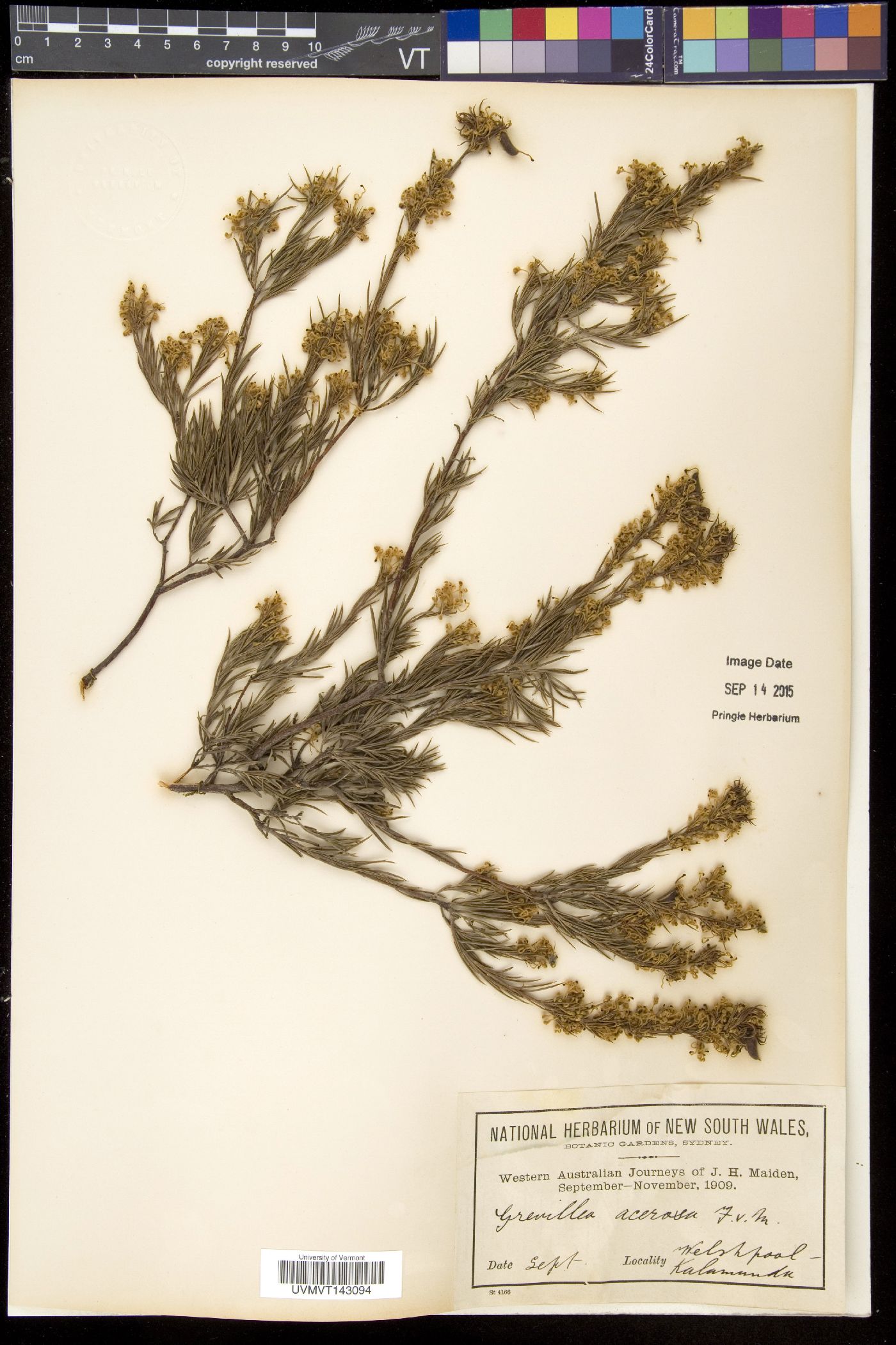 Grevillea umbellulata subsp. acerosa image