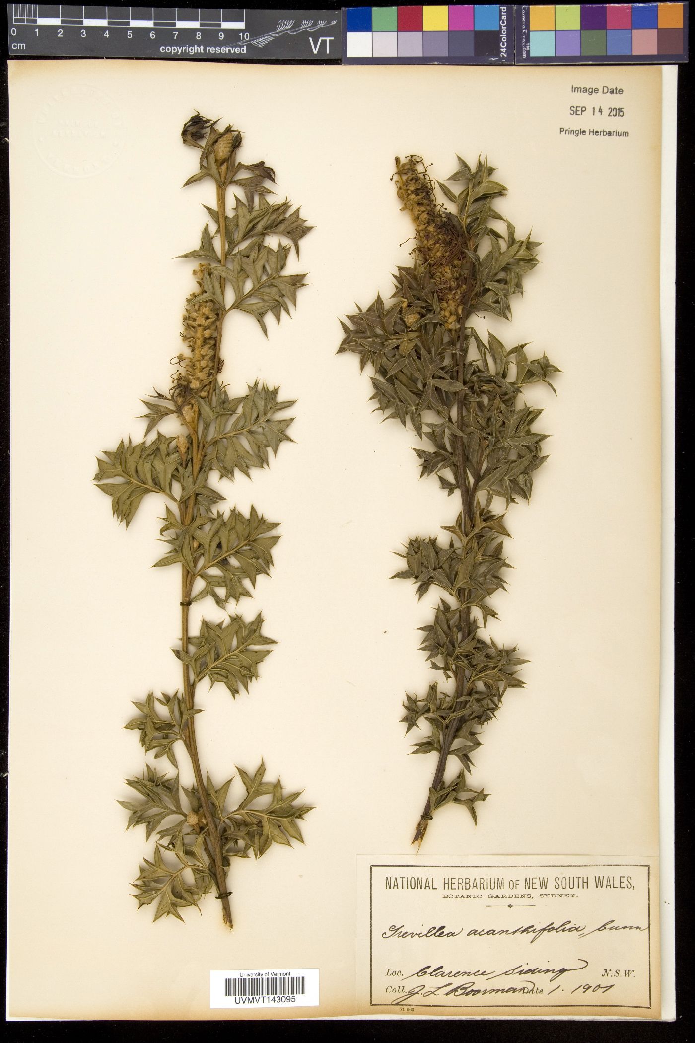 Grevillea acanthifolia image