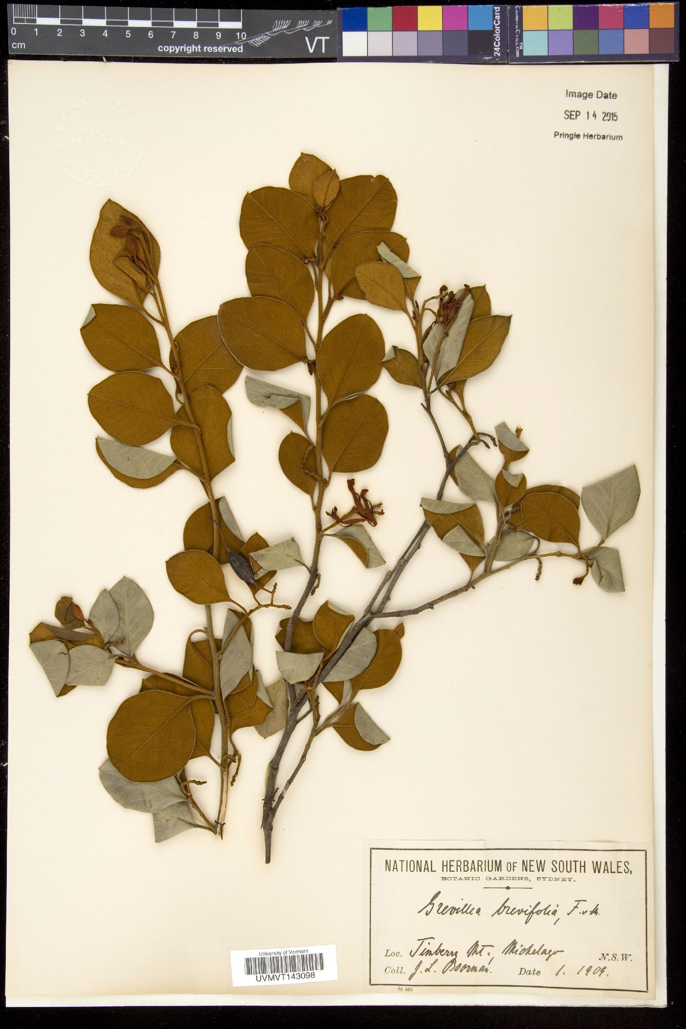 Grevillea brevifolia image