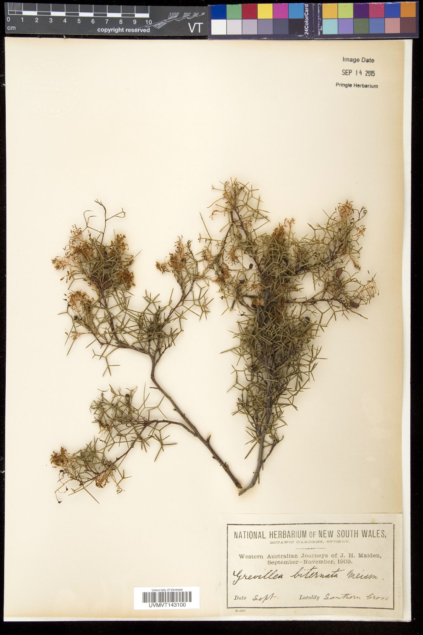 Grevillea biternata image