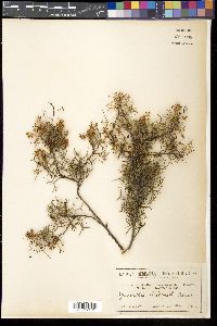 Media resource of Grevillea biternata