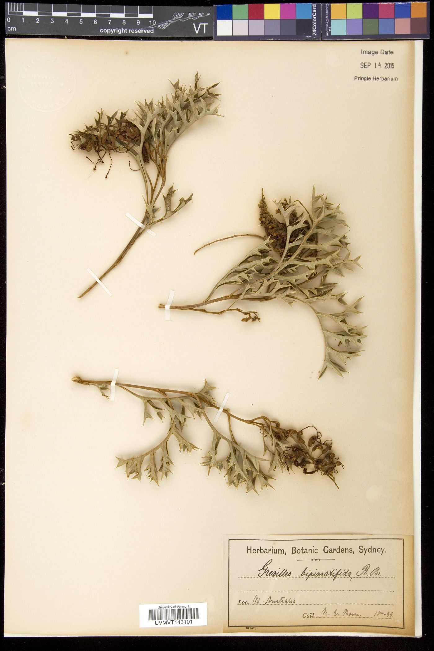 Grevillea bipinnatifida image