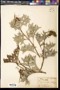 Grevillea bipinnatifida image