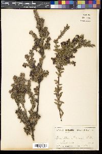 Media resource of Grevillea baueri