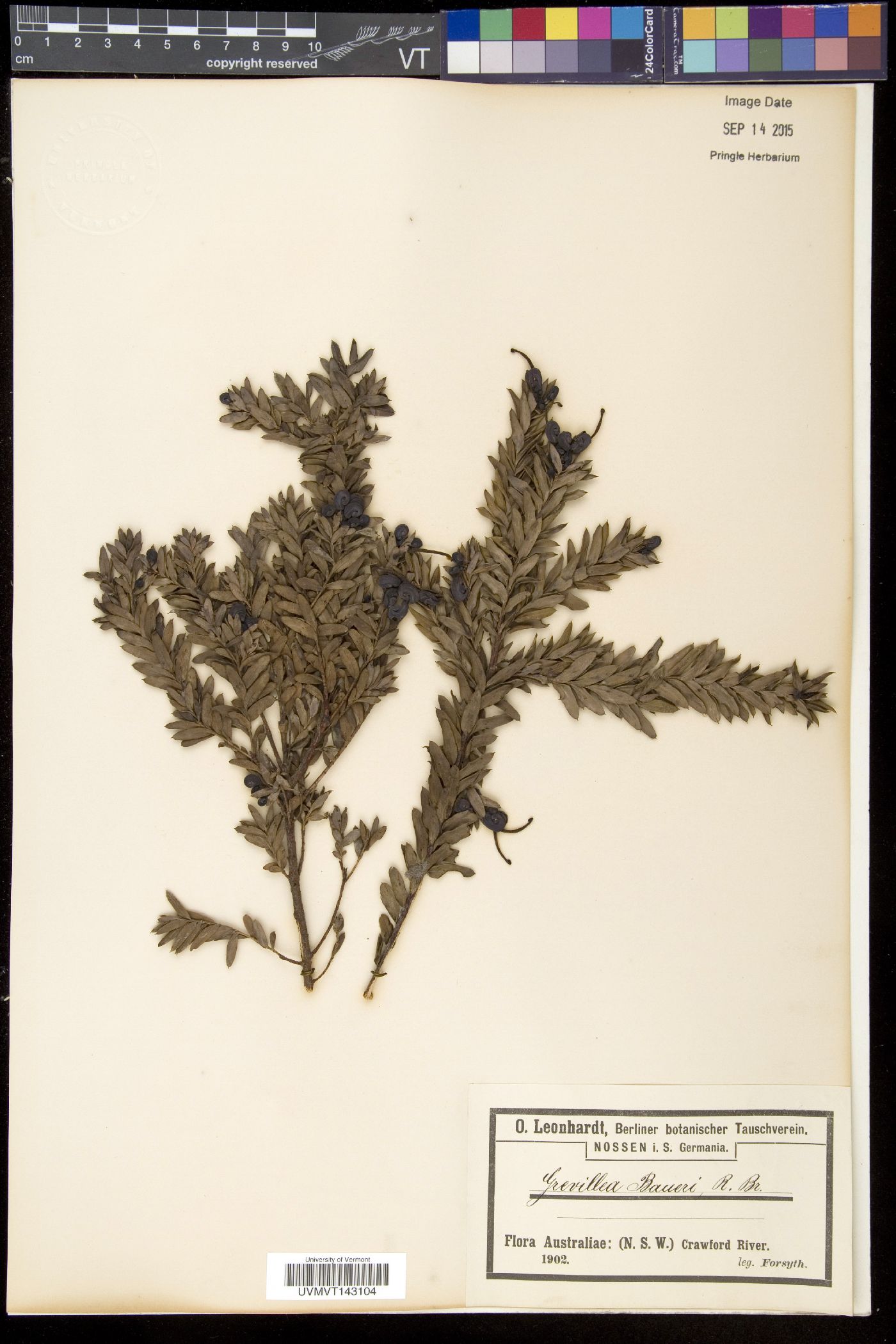 Grevillea baueri image