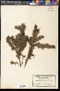 Grevillea baueri image