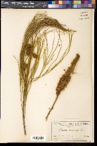 Grevillea eriostachya image