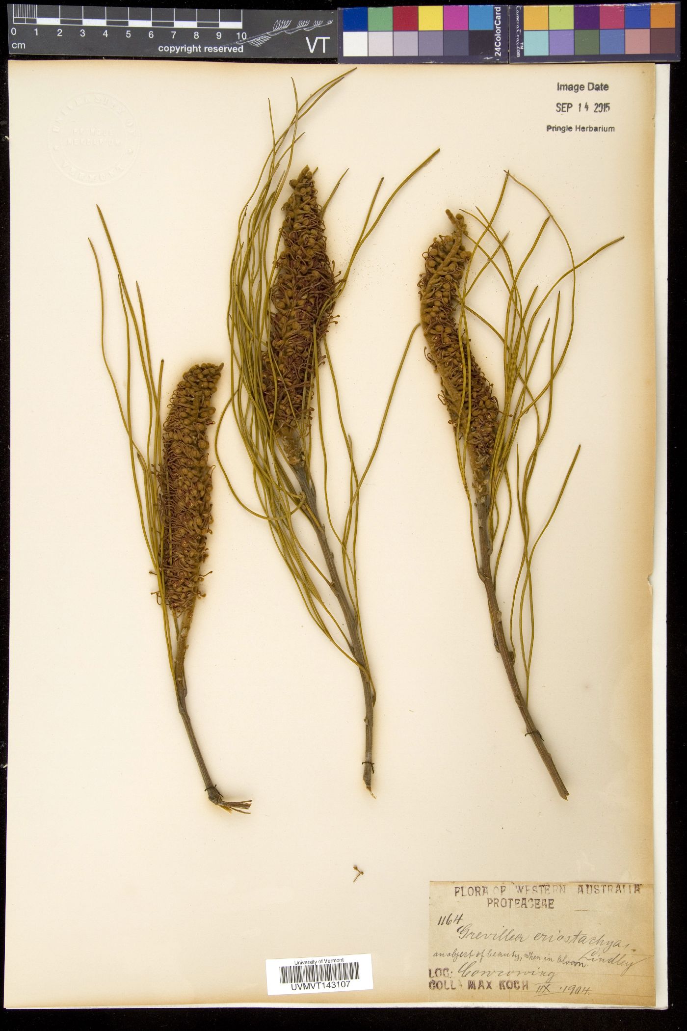 Grevillea eriostachya image