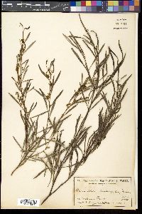 Media resource of Grevillea diversifolia