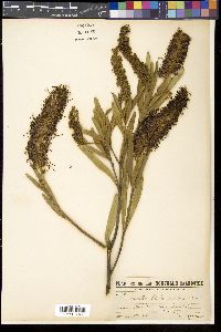 Media resource of Grevillea gillivrayi
