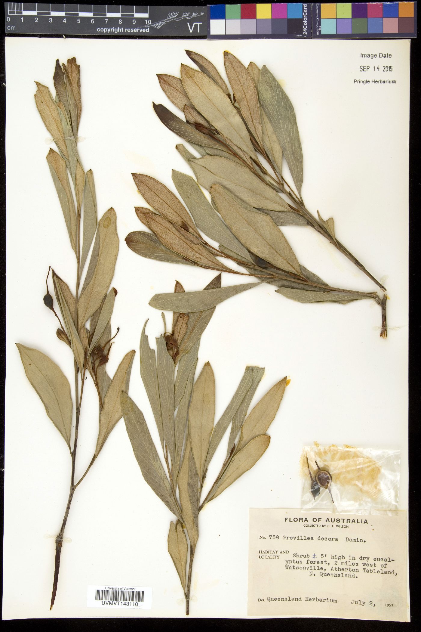 Grevillea decora image