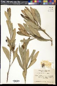 Media resource of Grevillea decora