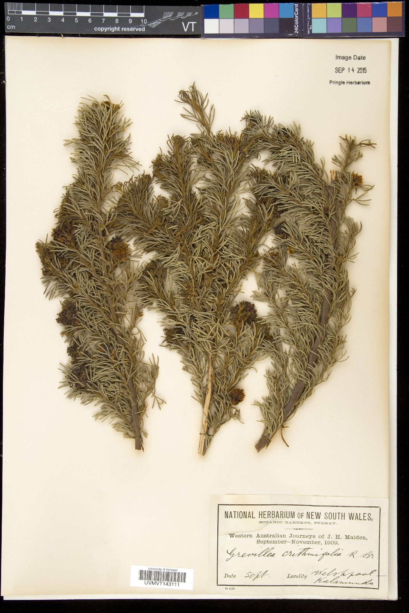 Grevillea crithmifolia image