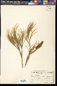 Media resource of Grevillea concinna