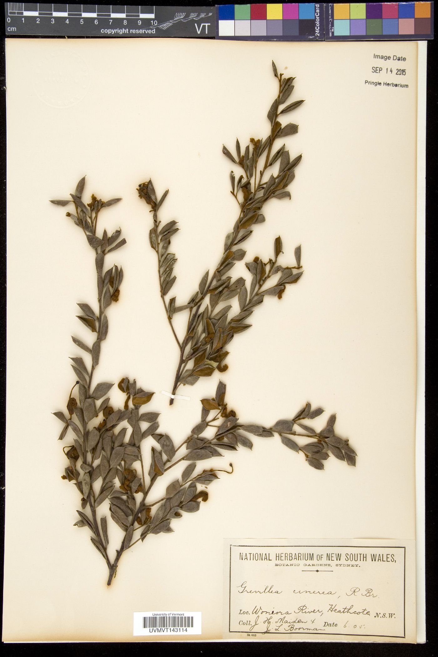 Grevillea cinerea image