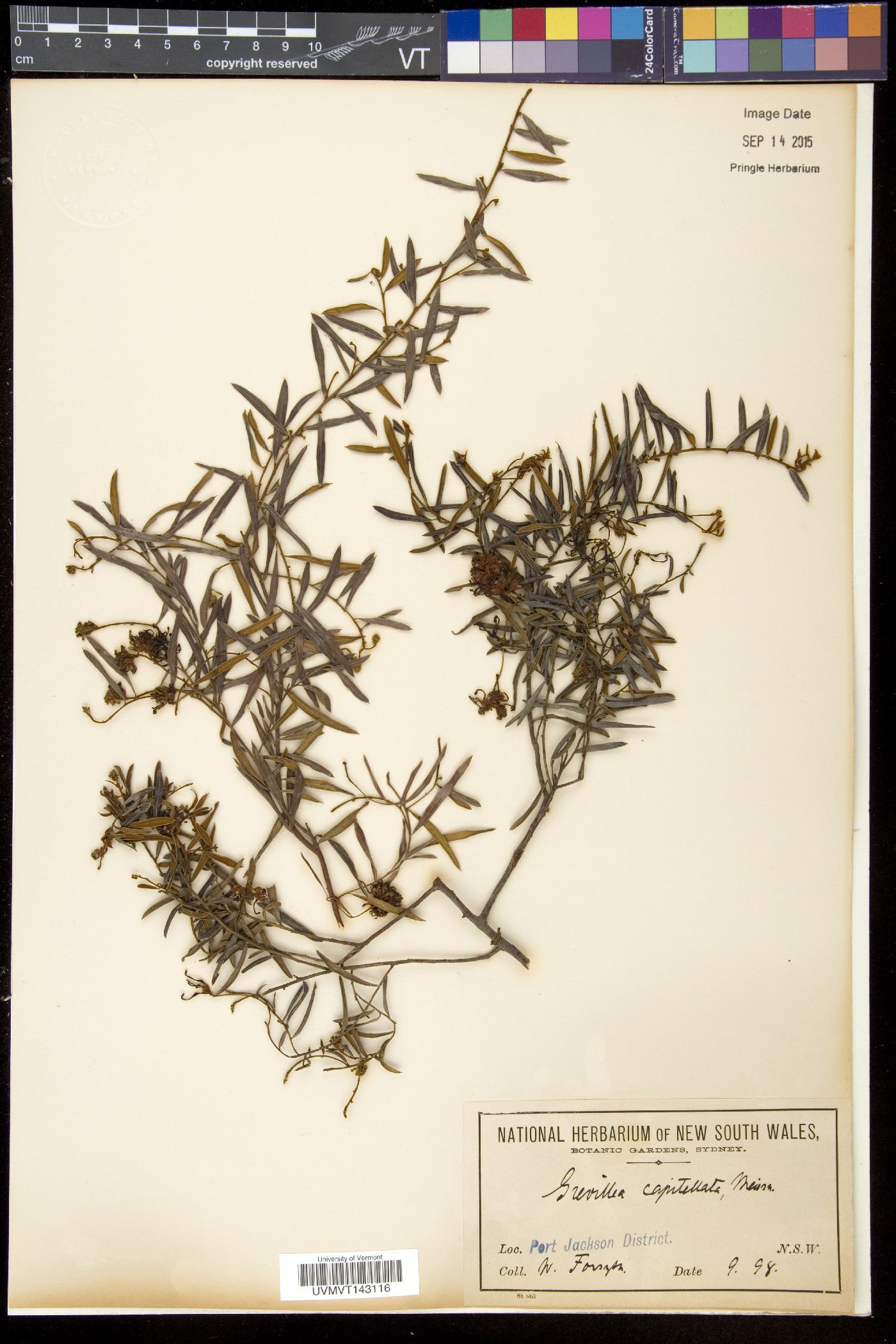 Grevillea capitellata image