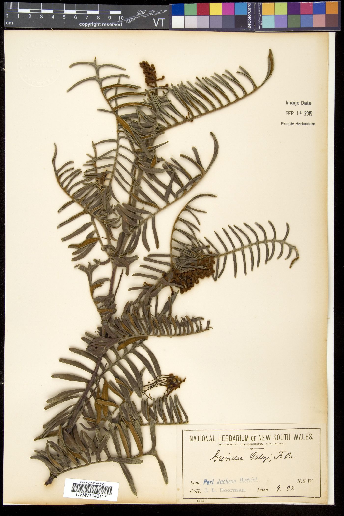 Grevillea caleyi image