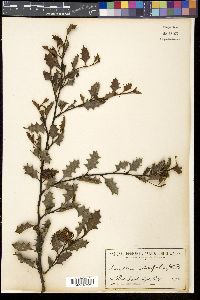 Grevillea ilicifolia image