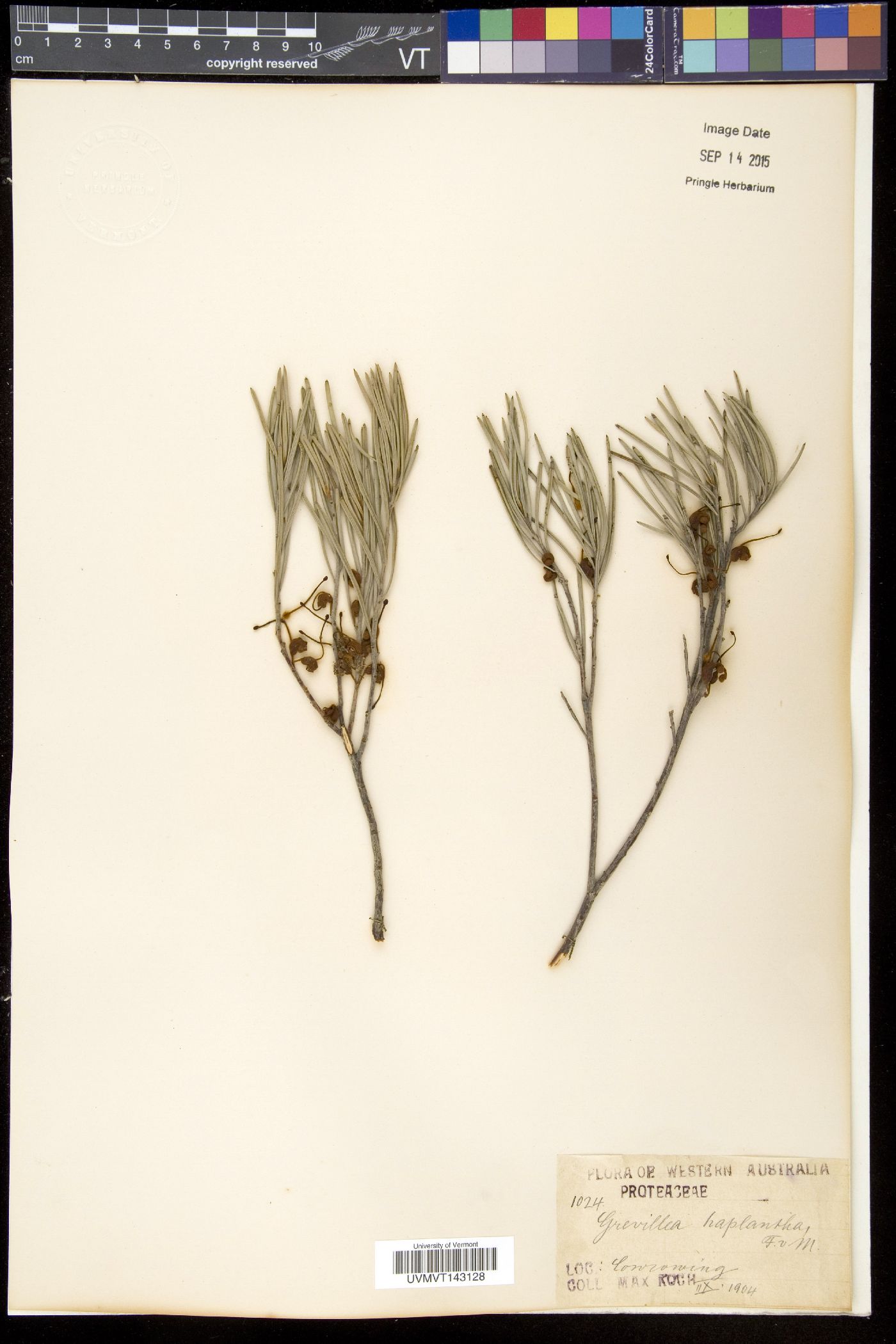 Grevillea haplantha image