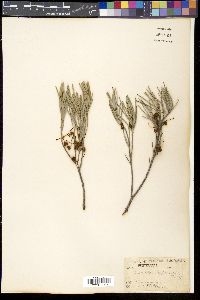 Media resource of Grevillea haplantha