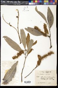 Media resource of Grevillea glauca