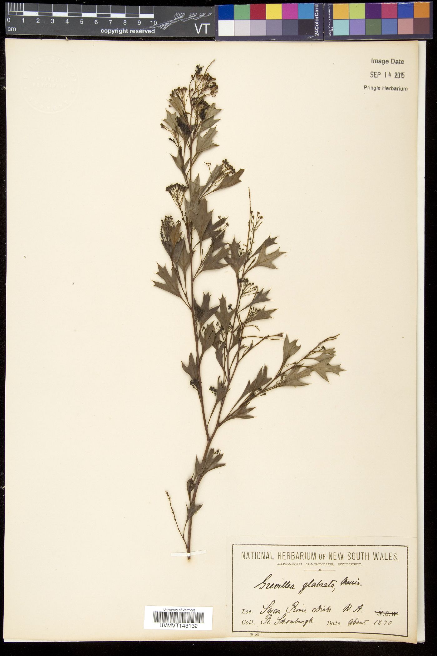 Grevillea manglesii subsp. manglesii image